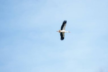Bir leylek mavi gökyüzünde uçuyor, ayrıntılı olarak.