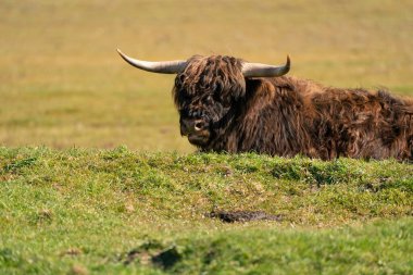 İskoç dağlı çimenlerin üzerinde, güneş ışığında yatıyor. İneğin önünde büyük boynuzları var. Hollanda 'da bir doğa rezervi