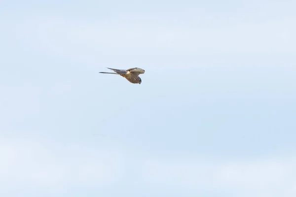 Gros plan de Kestrel - oiseau de proie - planant dans le ciel, à la recherche de proies — Photo