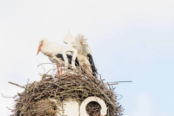 Two storks build a nest on the chimney of a house. Above an owl sign with white swans. A triangle and decoration on it