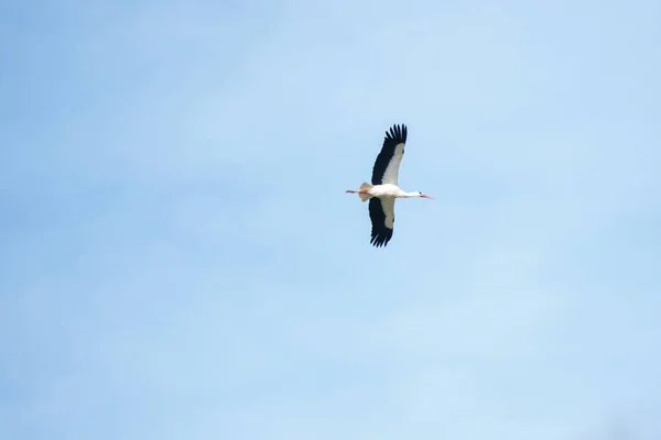 Ein Storch fliegt hoch in den blauen Himmel, detailliert — Stockfoto