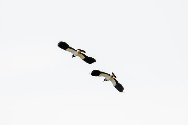 Deux oiseaux Lapwing volent synchrone dans le ciel. Dans la province de Frise aux Pays-Bas — Photo