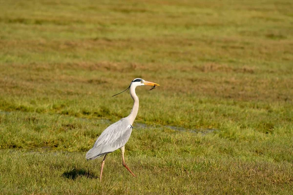 Great gray heron fishes a large insect from a ditch and quickly runs away with it across the grass. Wildlife in its natural habitat — Stock Photo, Image