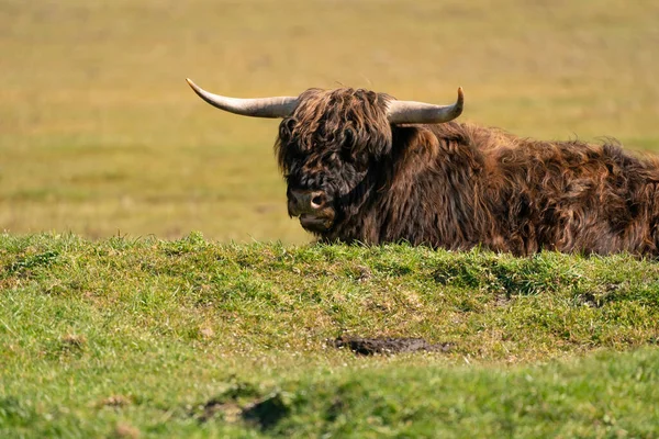 Der schottische Highlander liegt im Gras, im Sonnenlicht. Die Kuh hat vorne große Hörner. Ein Naturschutzgebiet in den Niederlanden — Stockfoto