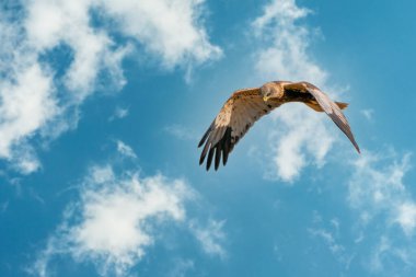 Marsh Harrier güzel, mavi bulutlu gökyüzüne doğru uçar ve avını arar.