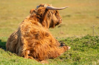 İskoç dağlı çimenlerin üzerinde, güneş ışığında yatıyor. İneğin büyük boynuzları vardır, arkadan görülür. Hollanda 'da bir doğa rezervi