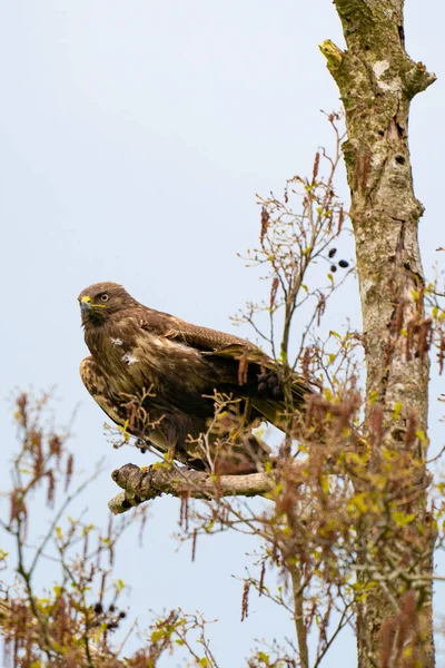 Impressive buzzard, buteo buteo, just landed on a branch in the spring with copy space. Dominant bird of prey is observing on a branch. Feathered animal with white and brown plumage. Blue sky — Stock Photo, Image