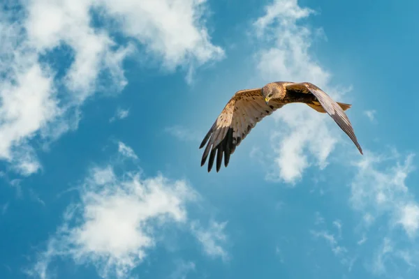 The Marsh Harrier létá proti krásné, modře zatažené obloze a hledá kořist — Stock fotografie