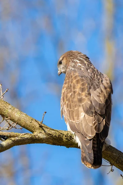 Buzzard v lese. Sedí na větvi opadavého stromu v zimě. Divoký dravý pták. Detailní peří zblízka. Modrá obloha za stromy. Divoká příroda z přírody, viděná zezadu — Stock fotografie