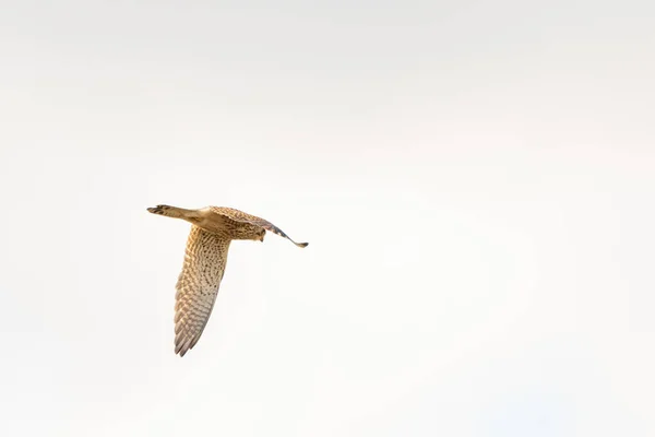 Acercamiento del cernícalo - ave de presa - revoloteando en el cielo, cazando presas — Foto de Stock