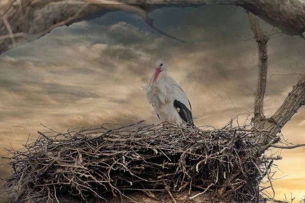 One stork build a nest in a big tree. Dramatic gold brown sunset in the background, Skyscape