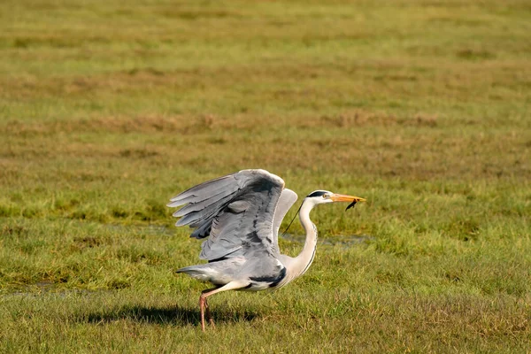 Beau héron gris pêche un gros insecte d'un fossé et s'envole avec elle. La faune dans son habitat naturel — Photo