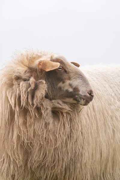 Ein Schaf im Nebel. Das Schaf blickt in die Kamera, Detailaufnahme des Kopfes. Schafe stehen im Frühlingsgras. Landwirtschaft und extensive traditionelle Schafzucht — Stockfoto