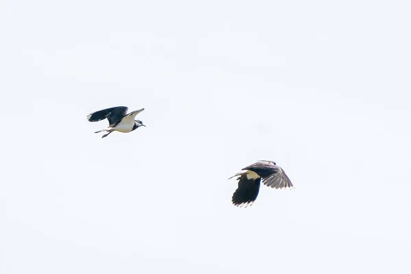 Deux oiseaux Lapwing volent et jouent dans les airs. Dans la province de Frise aux Pays-Bas — Photo