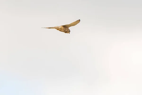 Gros Plan Kestrel Oiseau Proie Planant Dans Ciel Recherche Proies — Photo