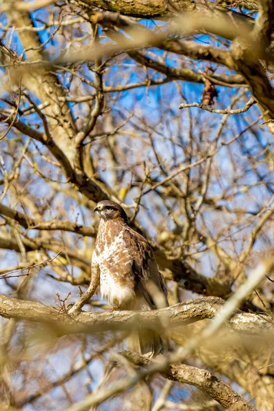 森林里的秃鹰坐在树枝上 猎食的野生动物鸟 Buteo Buteo 详细的羽毛在特写 蓝天在树后 大自然的野生动物场景 — 图库照片