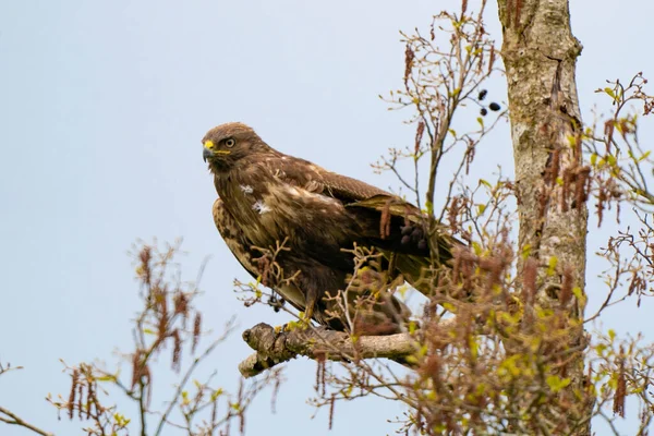 Etkileyici Bir Akbaba Buteo Buteo Lkbaharda Kopya Alanı Olan Bir — Stok fotoğraf