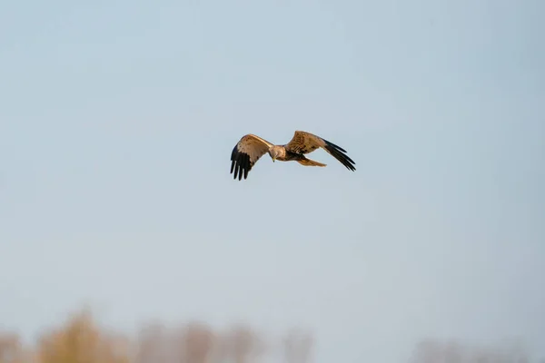 Marsh Harrier Leci Piękne Niebieskie Zachmurzone Niebo Szukając Zdobyczy — Zdjęcie stockowe