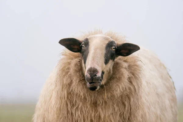 Eén Schaap Mist Het Schaap Kijkt Camera Detail Foto Van — Stockfoto