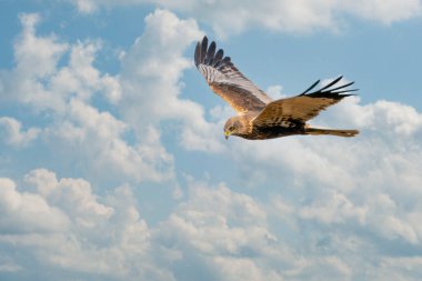 Marsh Harrier güzel, mavi bulutlu gökyüzüne doğru uçar ve avını arar..