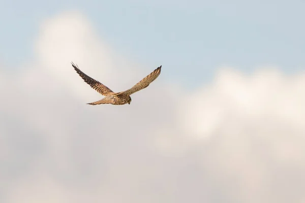 Primer Plano Kestrel Pájaro Presa Cierne Sobre Hermoso Cielo Azul — Foto de Stock