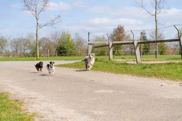 Australian Shepherd Puppy Runs Barnyard Two Jack Russell Terriers Tricolor — Stock Photo, Image