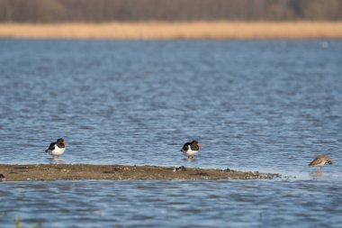 İki istiridye avcısı ve biraz da deniz kenarındaki kumsalda kırmızı bant.