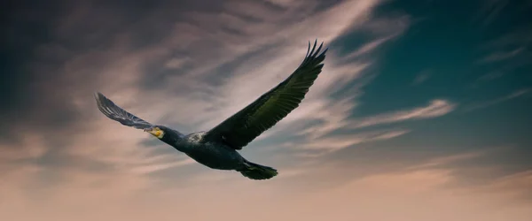 Панорама детального Корморанта в польоті з розпростертими крилами. На блакитне, зелене і помаранчеве небо з хмарами. Копіювальний простір, обкладинка, веб-банер, соціальні медіа — стокове фото