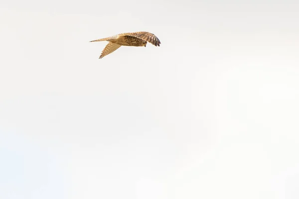 Acercamiento del cernícalo - ave de presa - revoloteando en el cielo, cazando presas — Foto de Stock