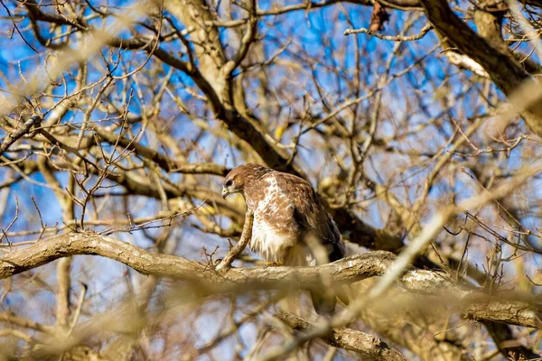 Buzzard v lese. Sedí na větvi. Divoký dravý pták, Buteo Buteo. Detailní peří zblízka. Modrá obloha za stromy. Divoká příroda z přírody — Stock fotografie