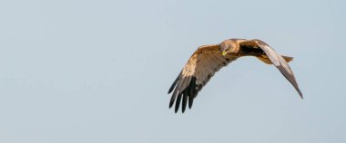 Marsh Harrier güzel, mavi bulutlu gökyüzüne doğru uçar ve avını arar.