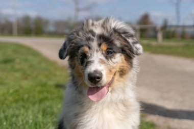 Avustralya çoban köpeği köpek kafası, üç renkli köpeğin ağzından çıkan bir dil var. Cepheden görüldü