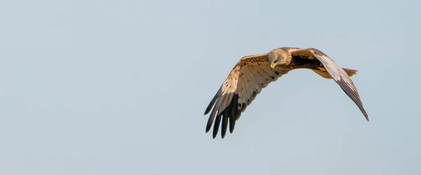 Den Marsh Harrier flyger mot en vacker, blå mulen himmel, letar efter byten — Stockfoto