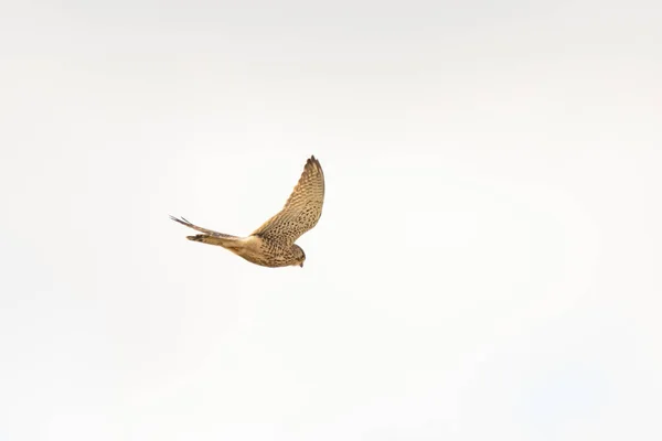 Acercamiento del cernícalo - ave de presa - revoloteando en el cielo, cazando presas — Foto de Stock