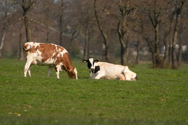 Röda och vita kor betar på grön gräsbevuxen nederländsk äng — Stockfoto