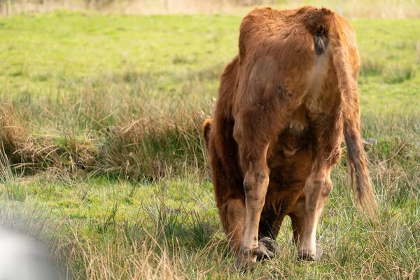 La vaca angus roja trata de levantarse en el prado verde holandés. Visto desde b —  Fotos de Stock