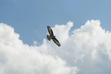 Büyük Şahin mavi gökyüzünde beyaz bulutlarla süzülüyor. Kanatları açık uçan güzel yırtıcı kuş. Hollanda 'da vahşi yaşam