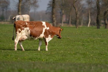 Kırmızı ve beyaz inekler yeşil çimlerde otluyor Hollanda çayırlarında