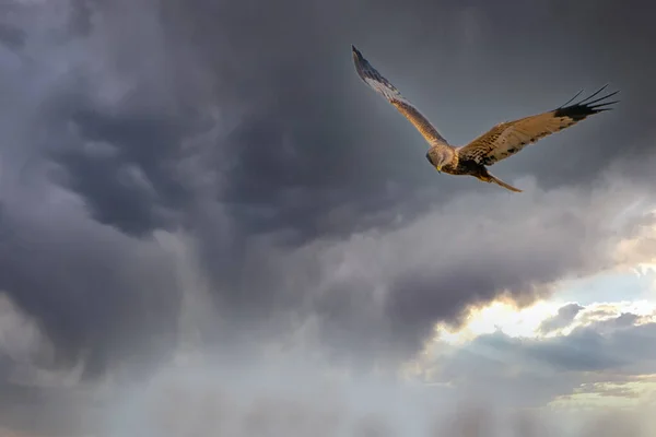 Le Busard des marais vole contre un beau ciel nuageux gris bleu, à la recherche de proies — Photo