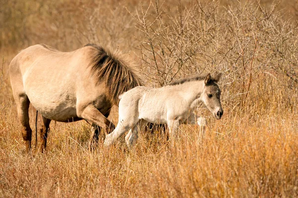 Mare and foal konik horses in a nature reserve, They walk in the golden reeds. Black tail and cream hair