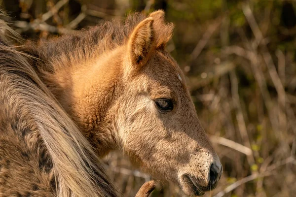Egy konik csikó feje. Az aranyos fiatal állat egyenesen a kamerába néz. Az arany nádasban. — Stock Fotó