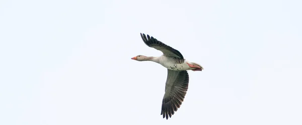 Panorama of a detailed raw goose, Anser anser, in flight against blue sky. Webbanner, cover of social media