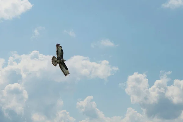 아름다운 대머리 독수리 부테 오 부 테오 가 극적 인 하늘을 날고 있습니다. 날으는 맹금의 선명 한 파란색 과 글을 쓸 공간 이 있습니다. 날개를 펼친 흰 구름 — 스톡 사진