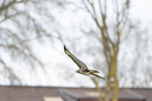 Grote volwassen buizerd in vlucht over een boerderij. Roofvogel met levendige kleuren en ruimte voor tekst — Stockfoto