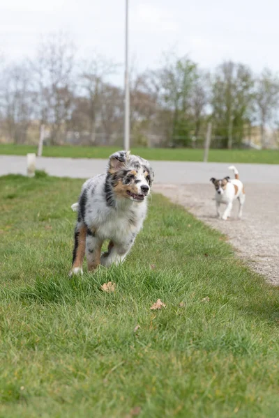 Australian Shepherd cane cucciolo corre felice con le orecchie battenti, Un Jack Russell Terrier corre dietro di esso — Foto Stock