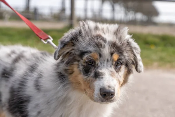 Australian Shepherd Dog puppy hoofd, De driekleurige hond draagt een rode halsband en riem — Stockfoto