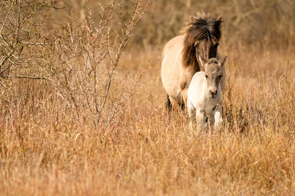 Mare och föl konik hästar i ett naturreservat, De vandrar i de gyllene vass. Svart svans och grädde hår — Stockfoto