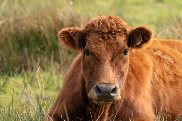 Cabeza de vaca angus rojo, la vaca se encuentra relajada en un prado verde holandés —  Fotos de Stock
