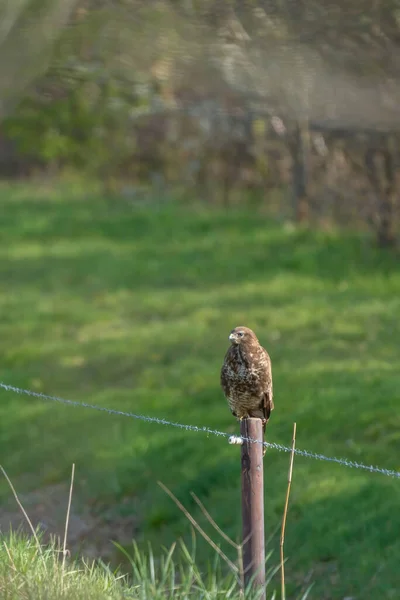 Myszołów zwyczajny, Buteo buteo, siedzi na słupie ogrodzenia z drutu kolczastego na łące w holenderskiej wsi. Myszołów patrzy przed siebie. Rów, trawa i krzewy w tle. Krajobraz. Poziomy — Zdjęcie stockowe