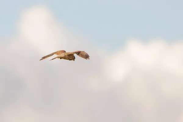 Gros plan de l'oiseau de proie crécerelle plane contre un beau ciel bleu avec des nuages blancs et, à la recherche de proies — Photo